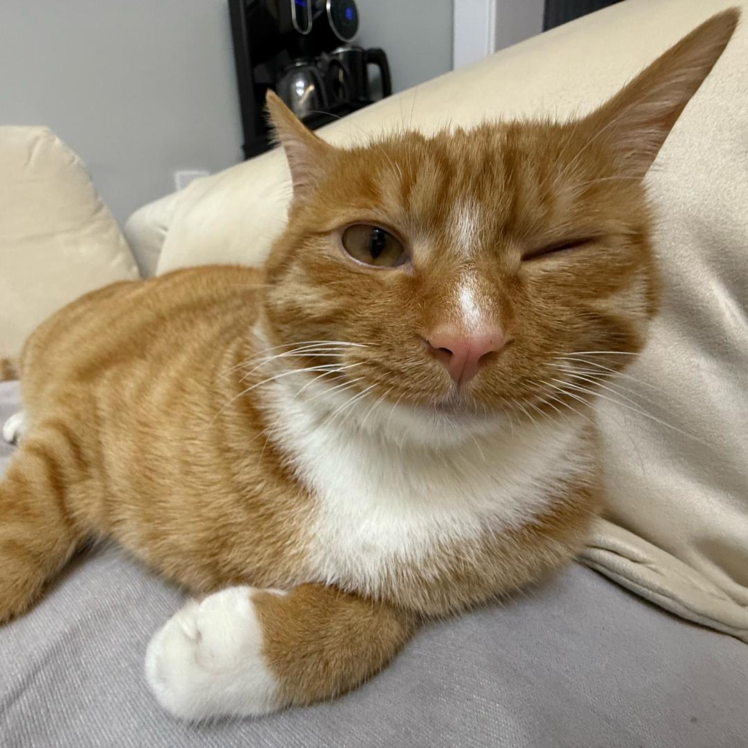 萌宠小窝宠物生活馆