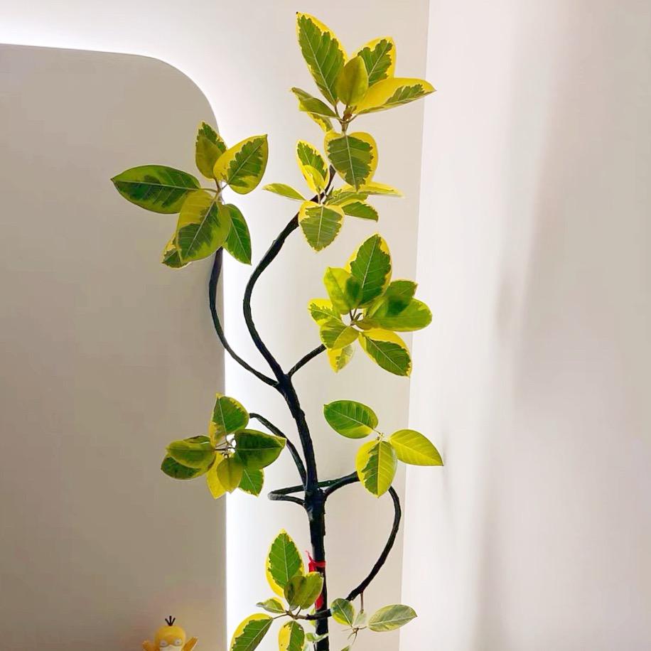 泽元园艺绿植店