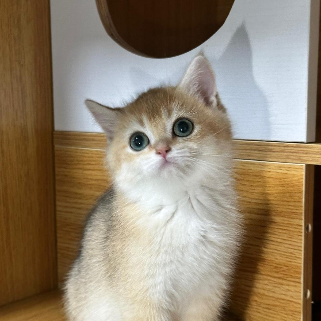 凯乐猫咪