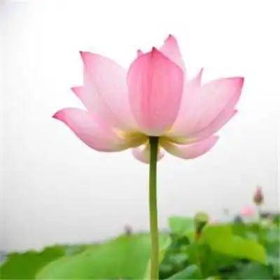 不染尘埃
