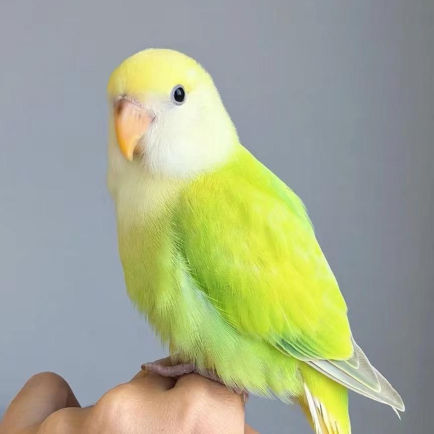 高档牡丹鹦鹉
