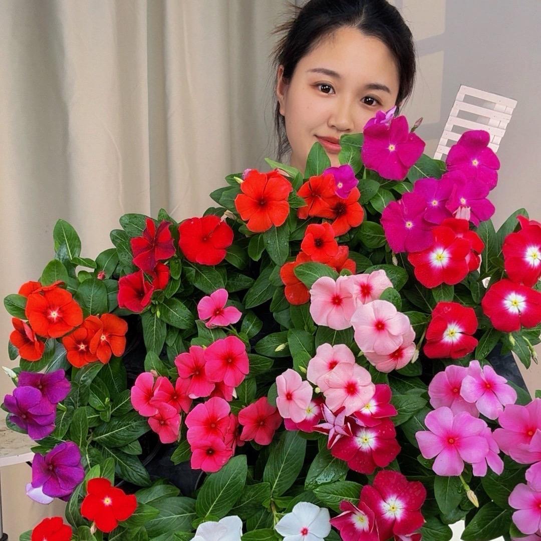 芊语花卉基地「新开棚天天开」