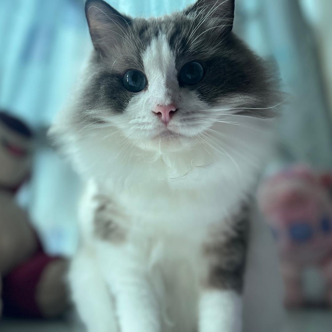 小橙z