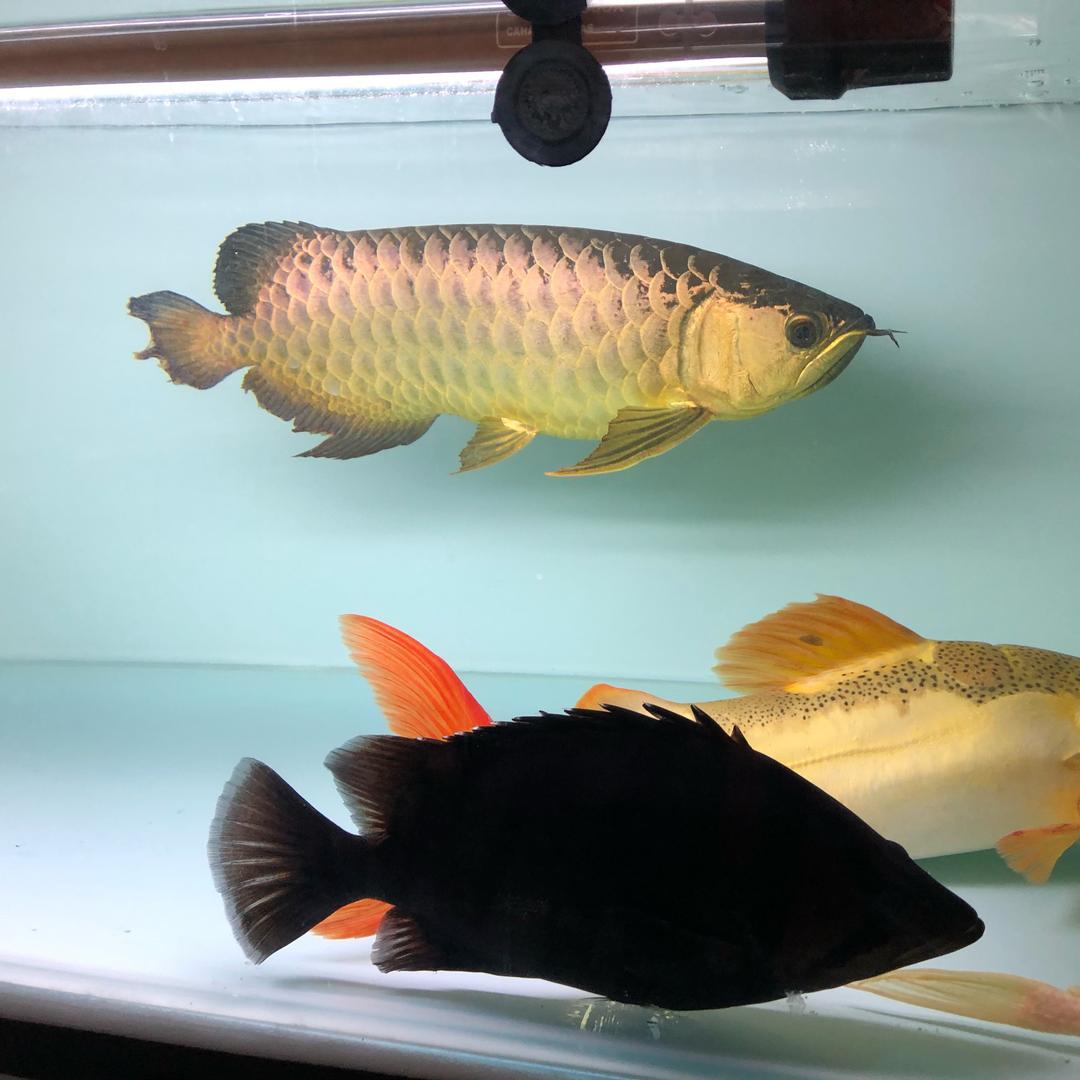 悠然自在
