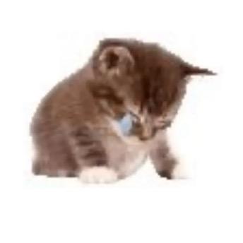 オレンジサイダー（我一直在掉粉