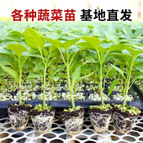 卓悦园艺