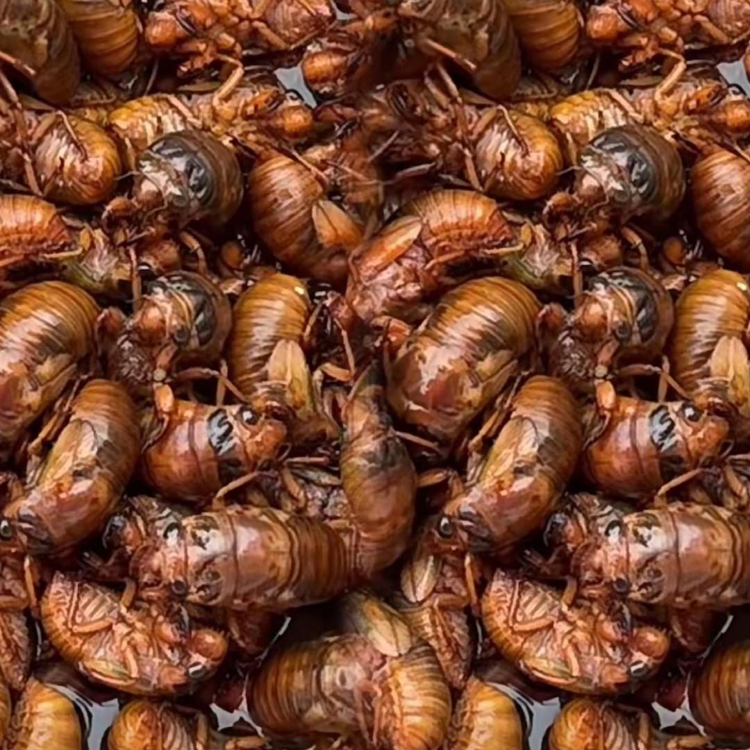 顺安汽车 半枝桃