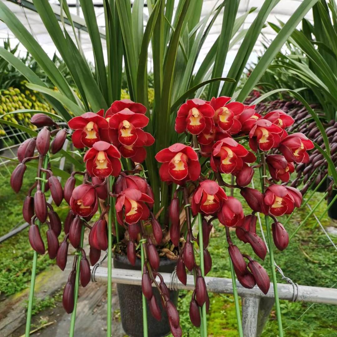 花果山花卉2