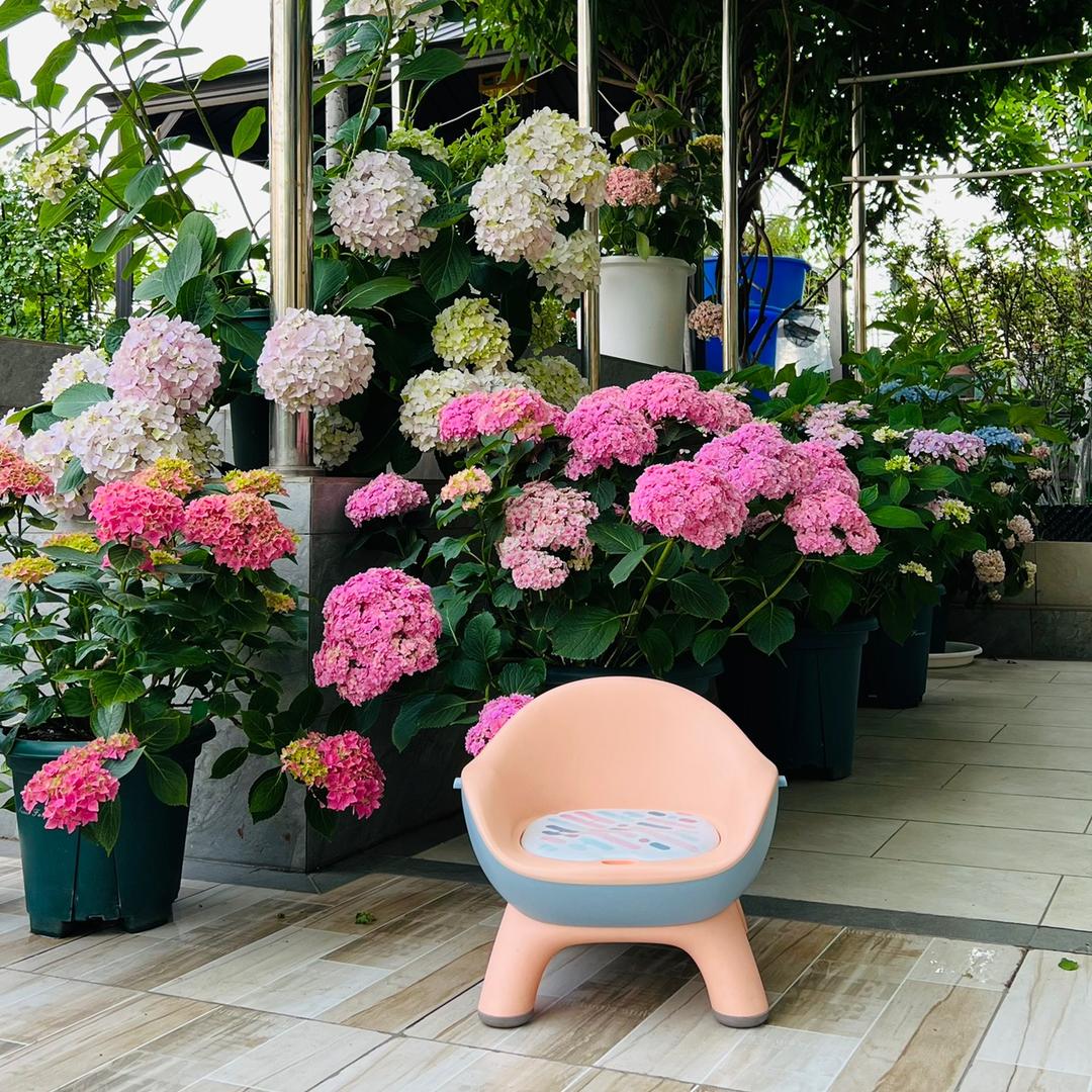 贝拉花园-西米露