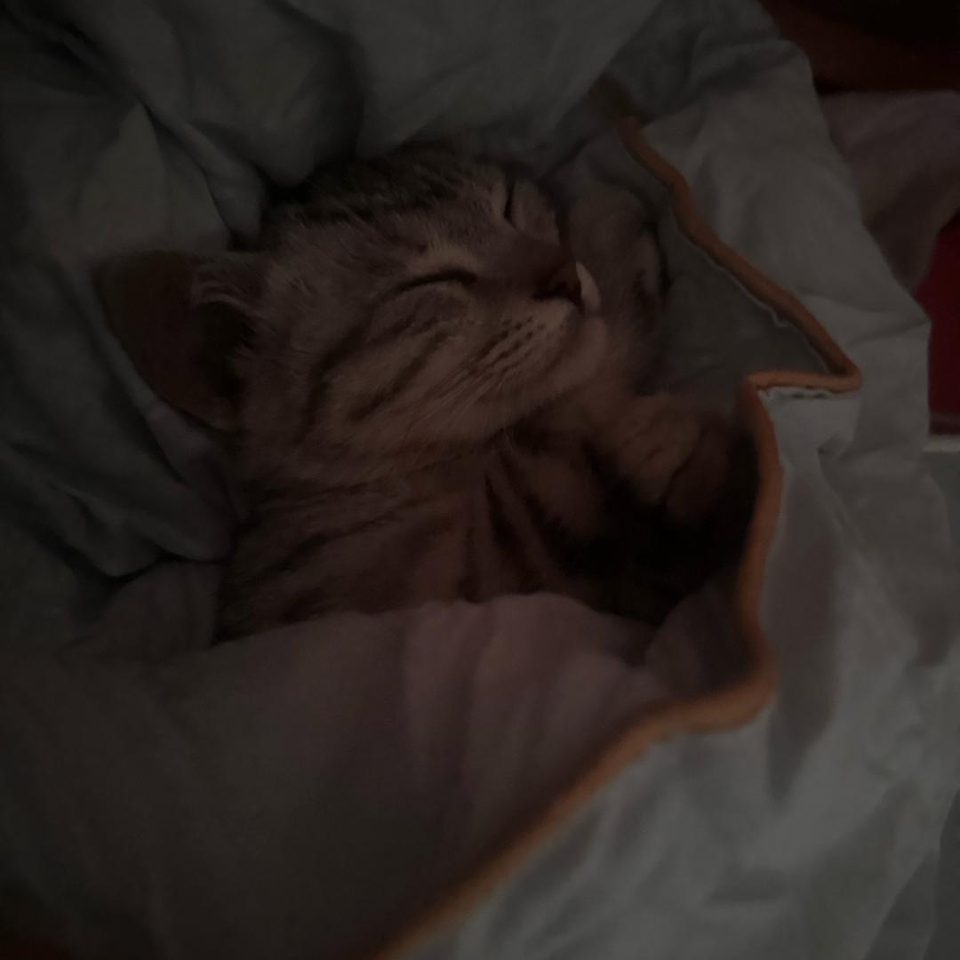 小静