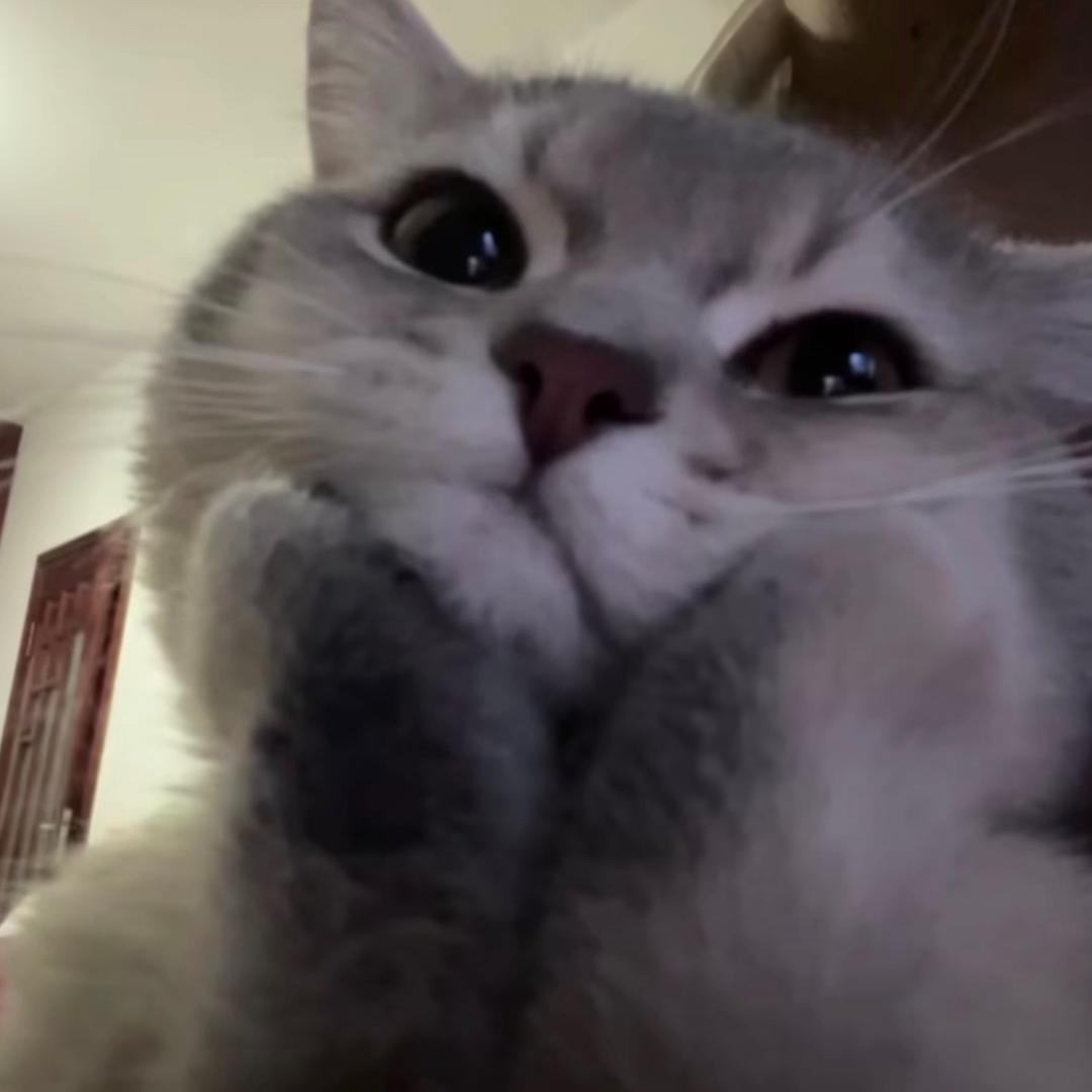 菠萝咒