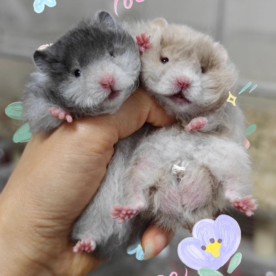 暴躁小熊🐻