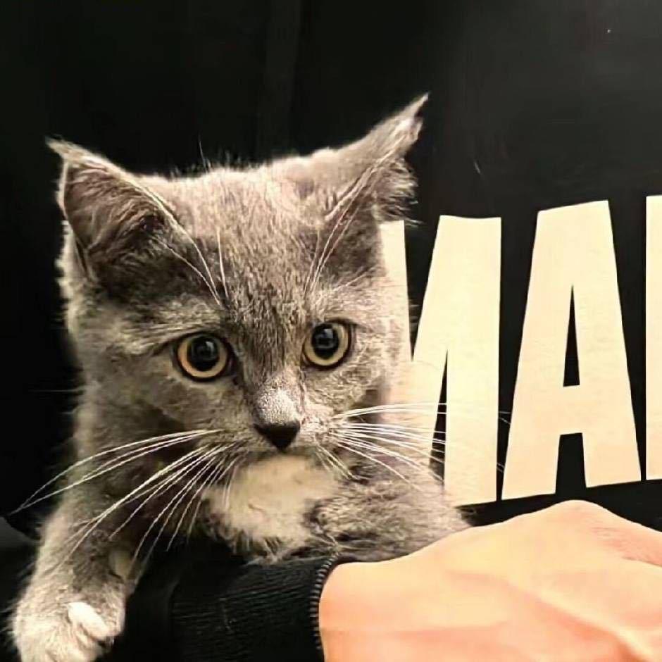 房东D猫