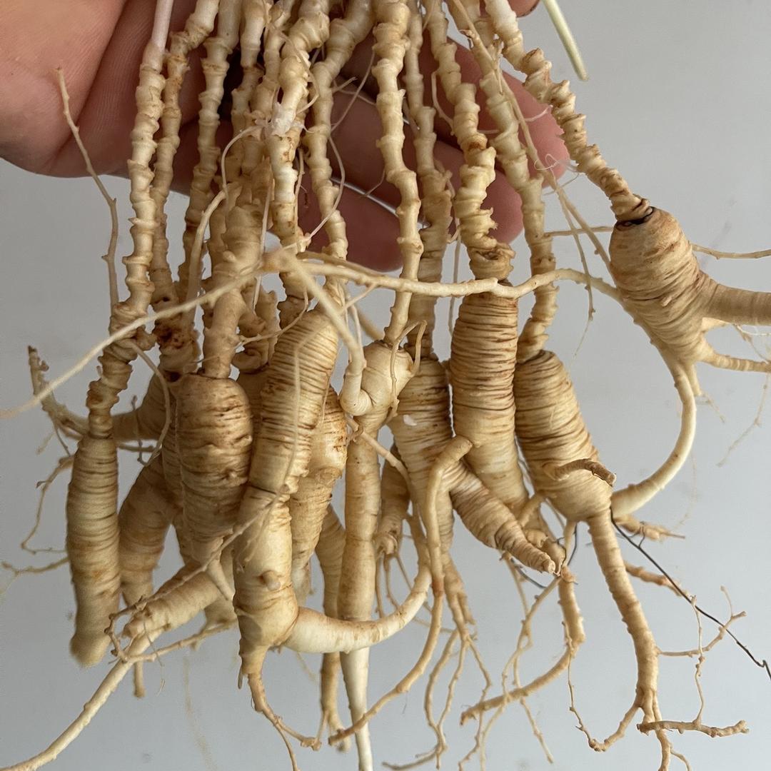 人参刘老汉  长白山参仙山商贸