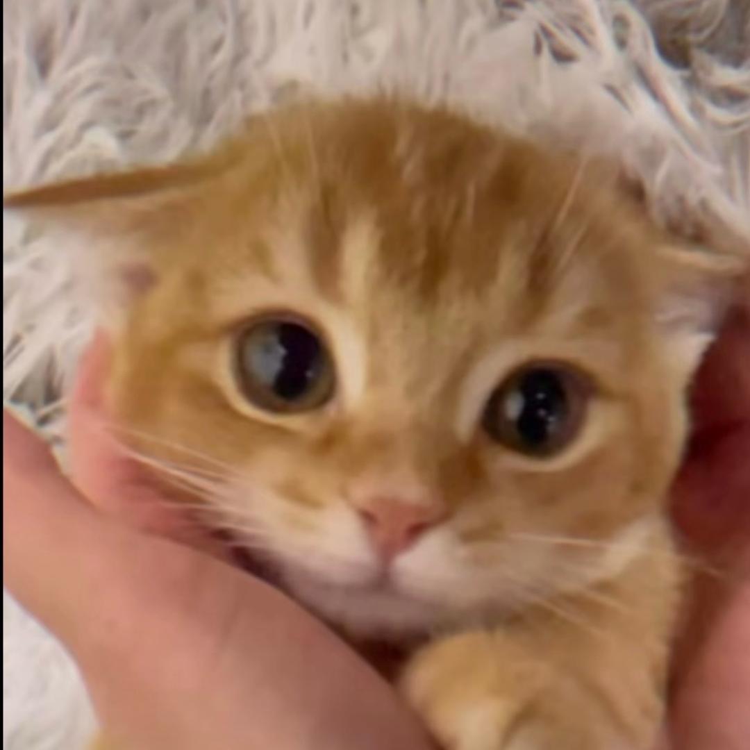 甜狗🧣