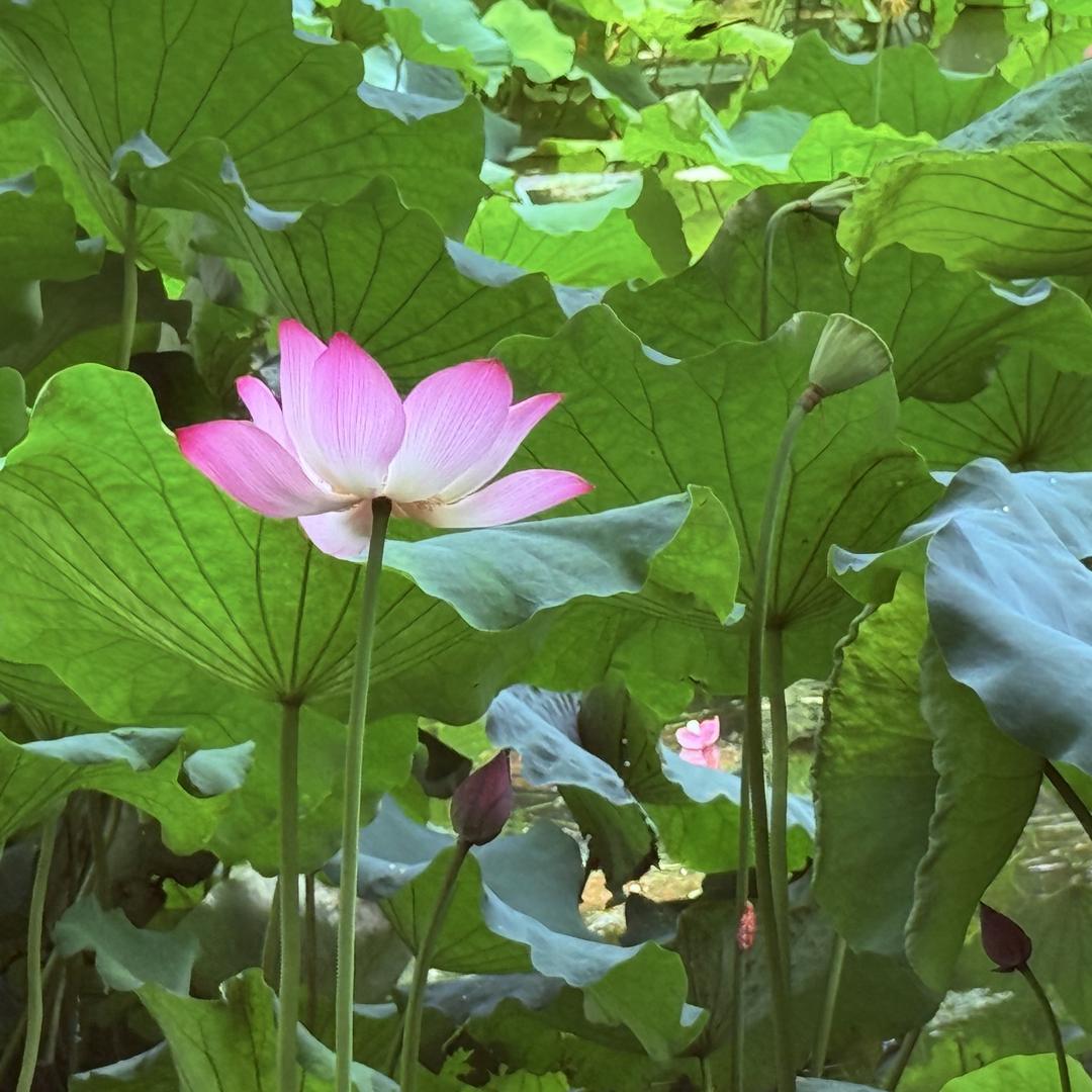 小黄绒茗橘专卖店