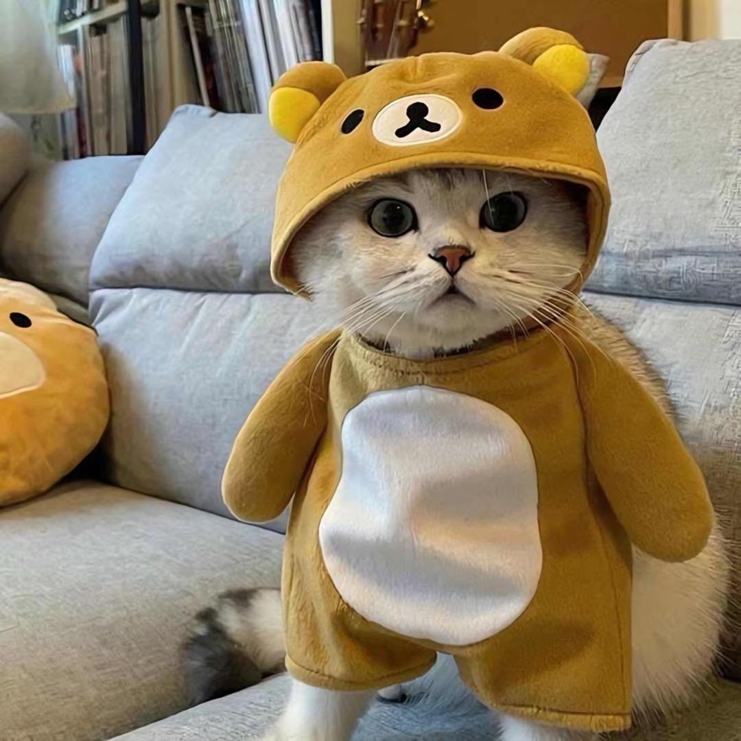 狗要睡觉.