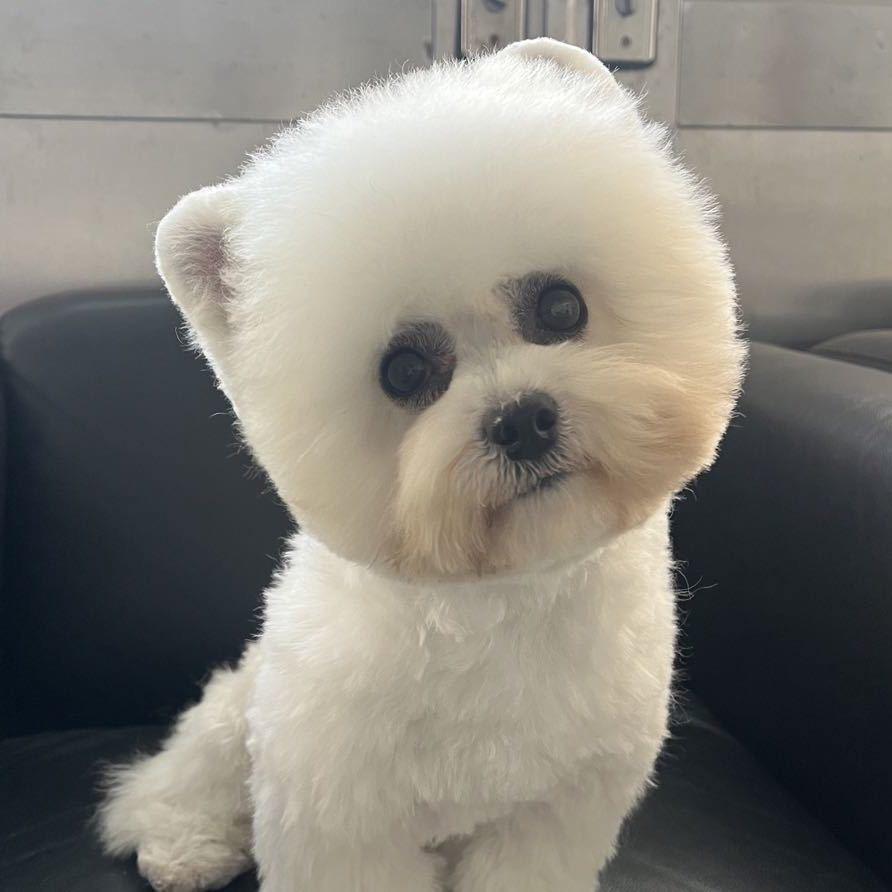 汪小宅萌宠🐶