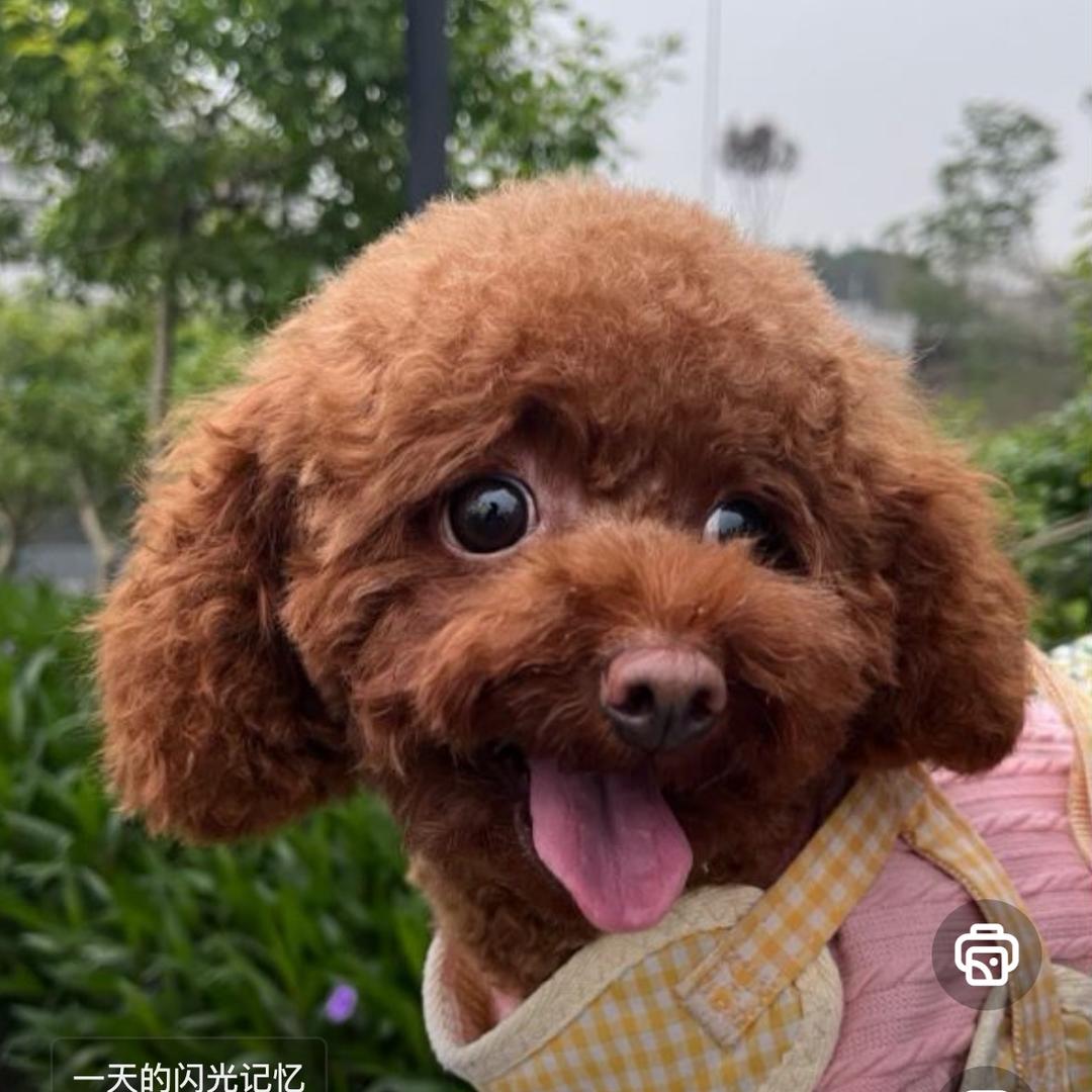 毛毛和瑶瑶