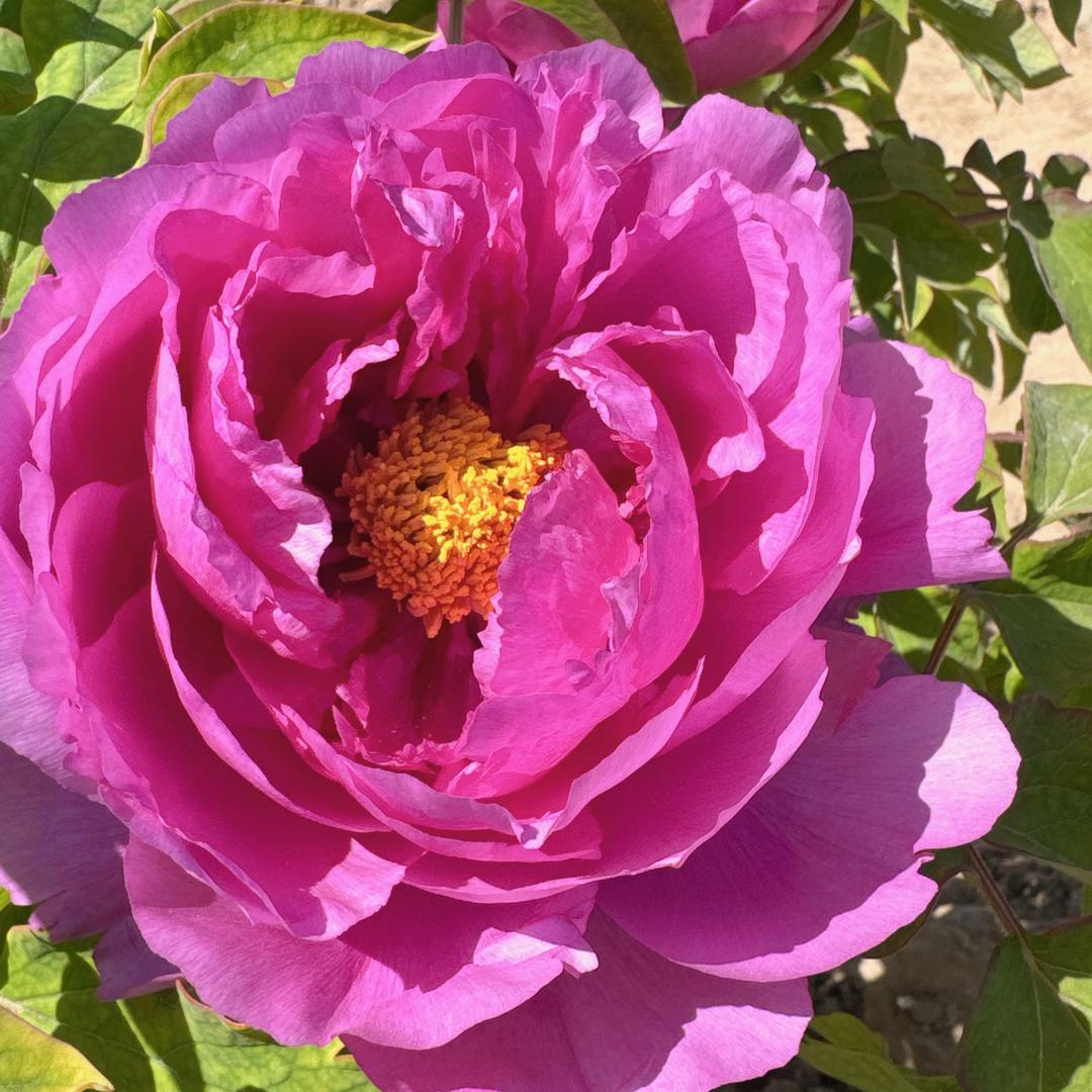 花开富贵☀️