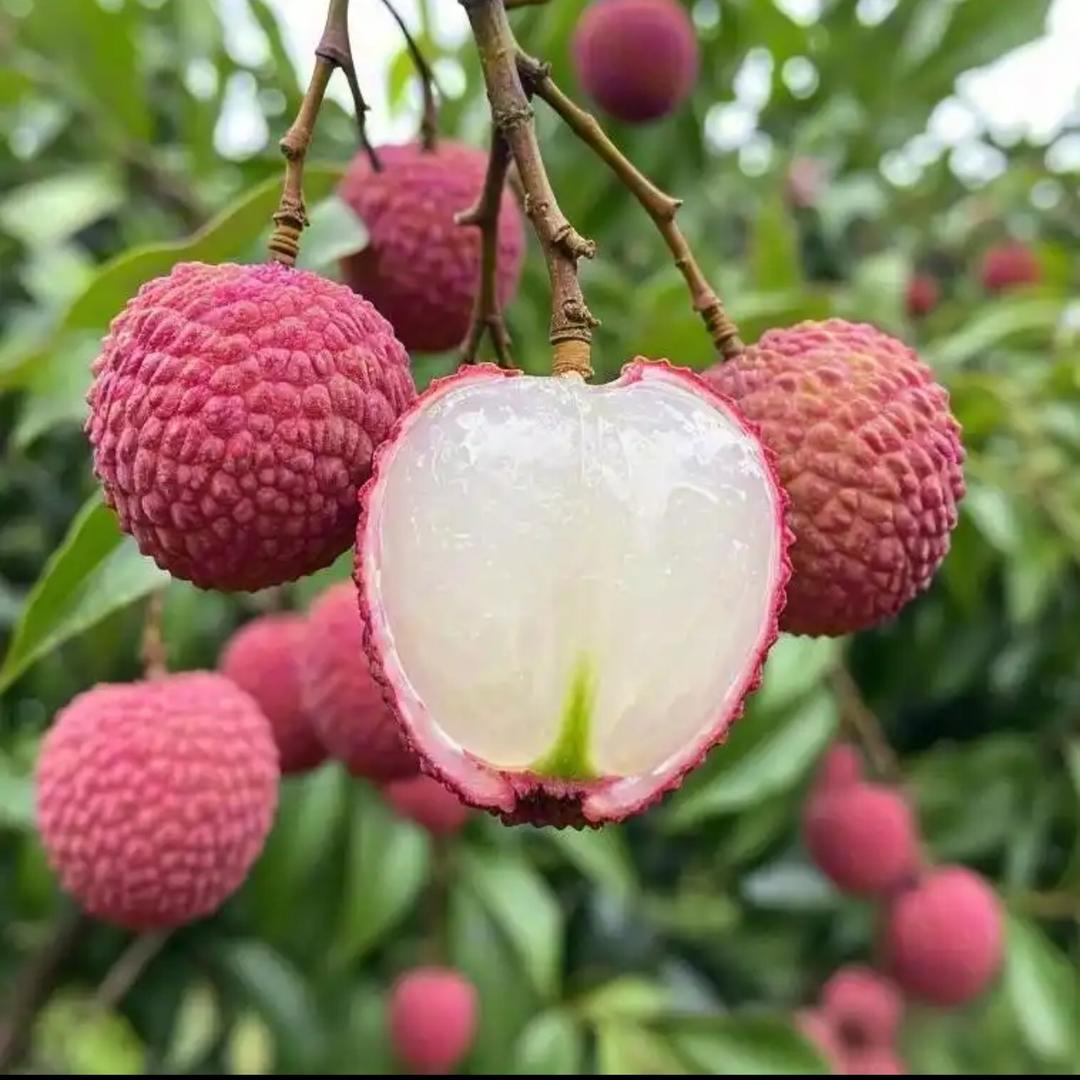 庆沣农业果树苗