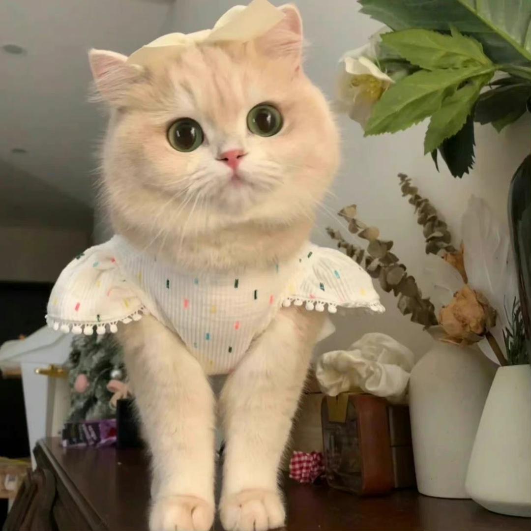 🍬万哈哈