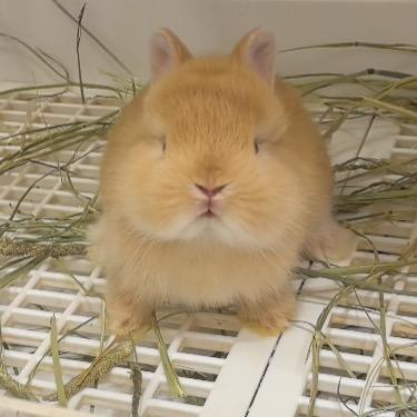 深圳金丝熊兔子荷兰猪