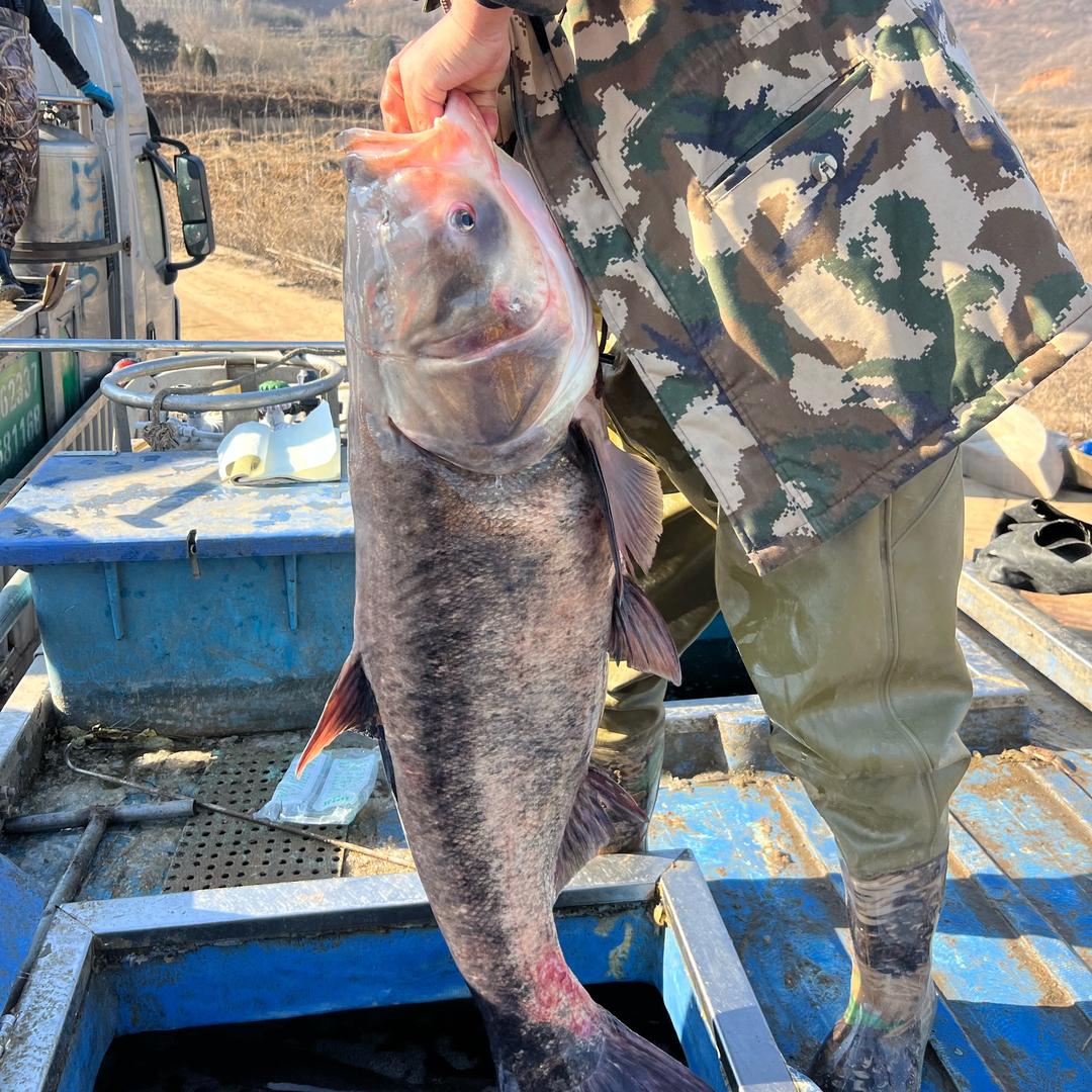 毛冲🐟(大个鲢鳙专场)