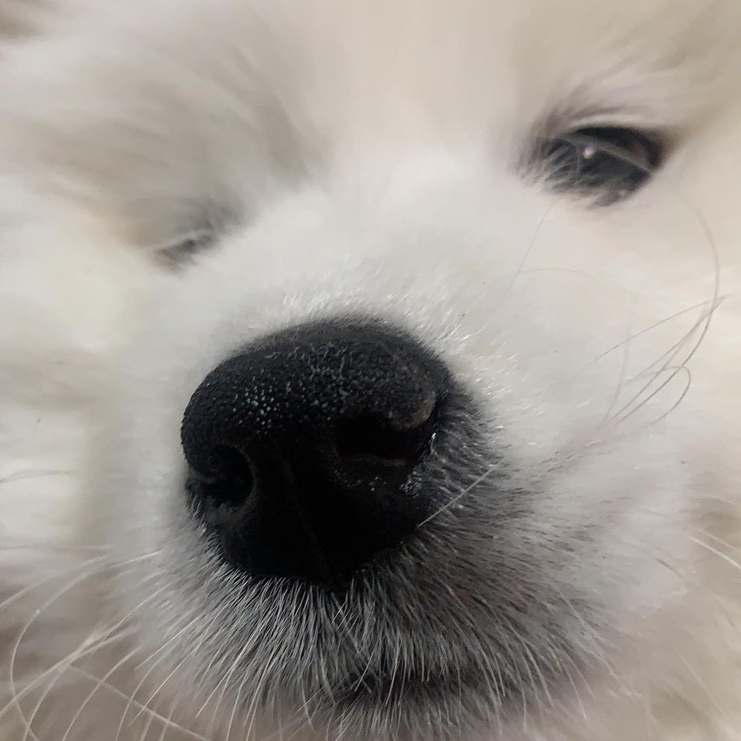 叻叻申