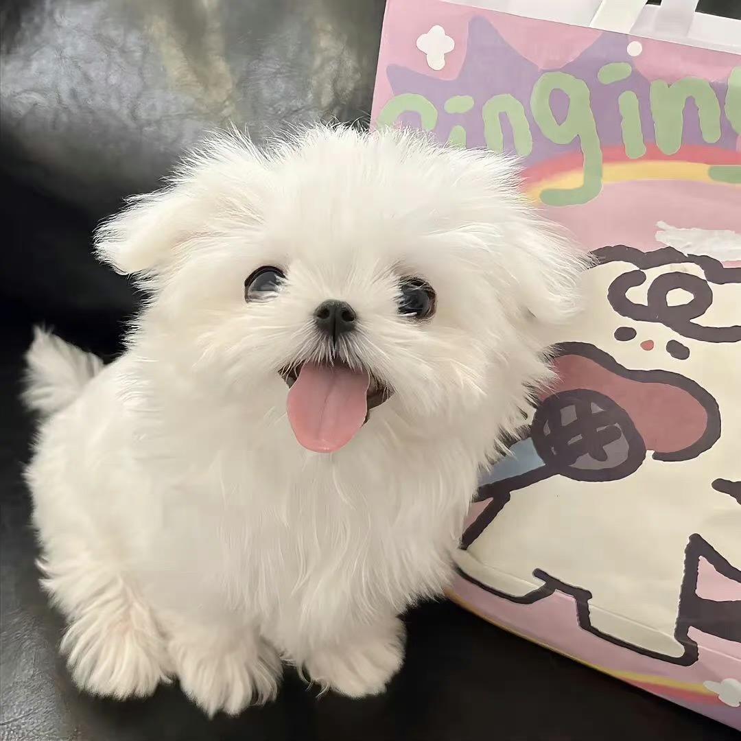 QQ大冰