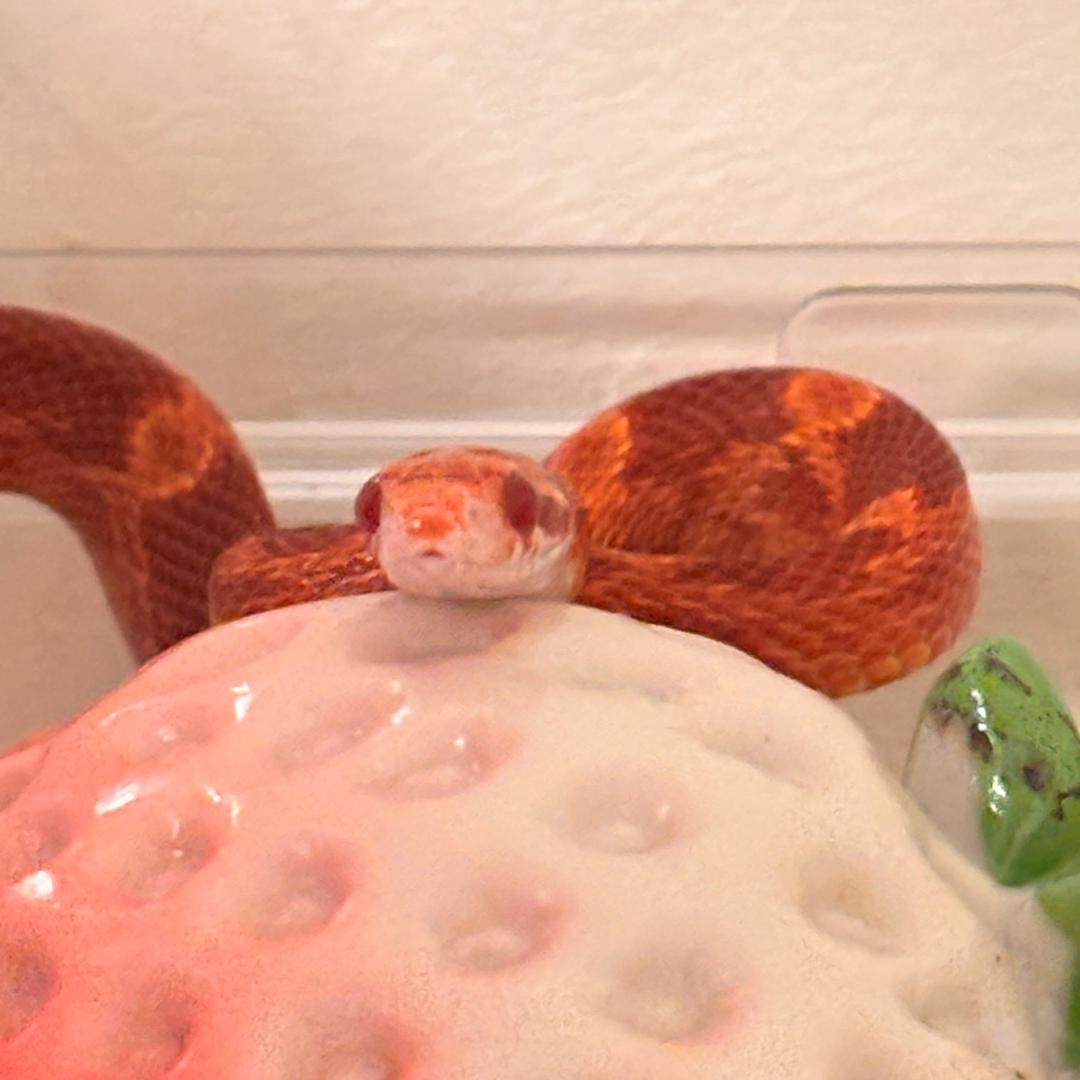 好运是个萌宝宝