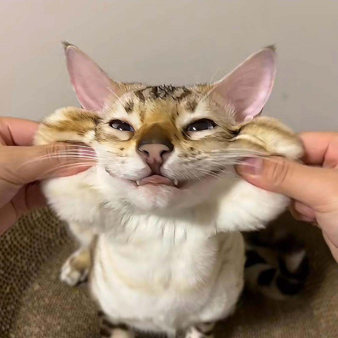 槁木