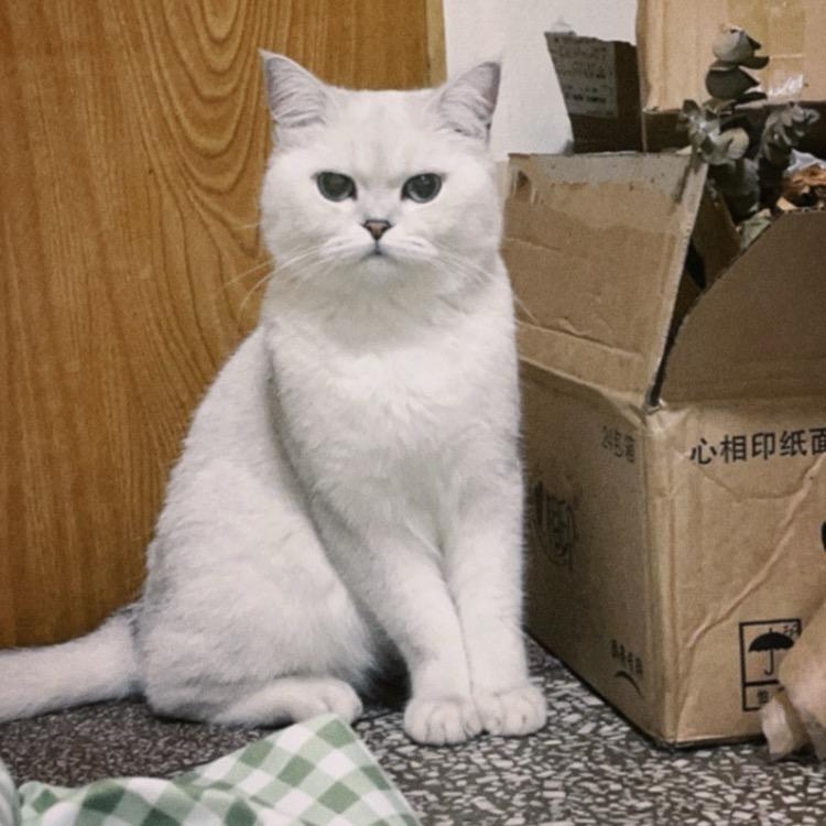 小马有只小猫🐱