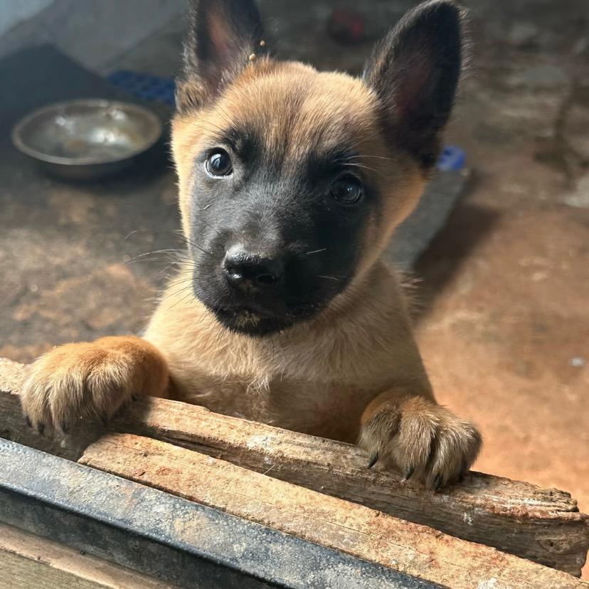 马犬玩家