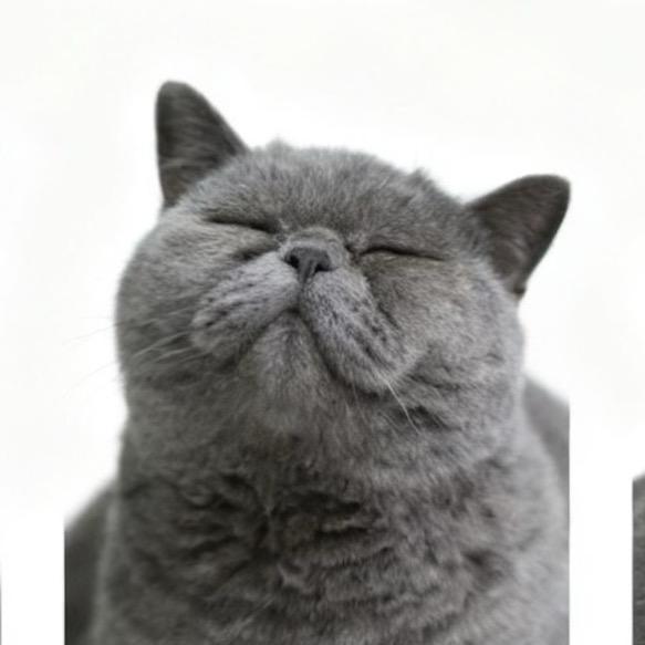 暴力小猫