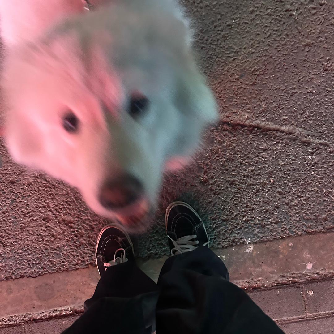 bebe