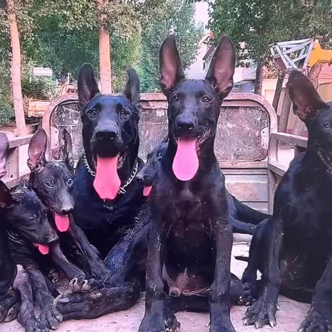 黑狼犬