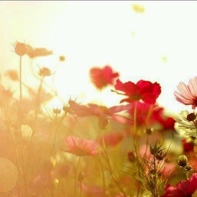 ゛   格桑花