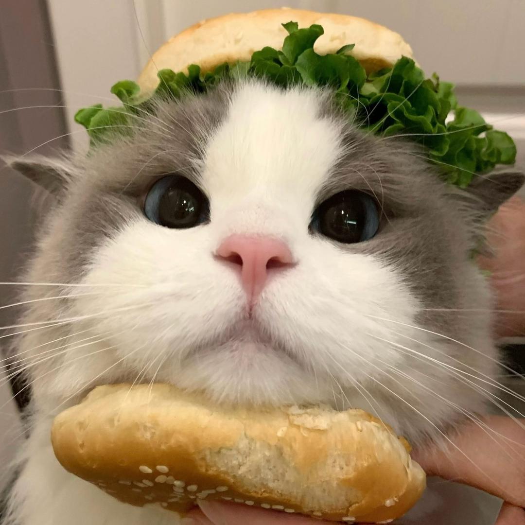 mm猫