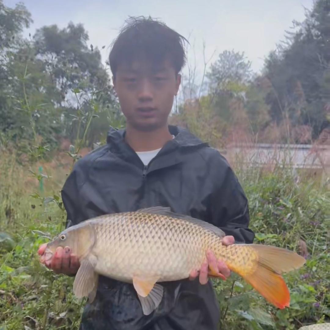 西达谷麦贵阳市代理