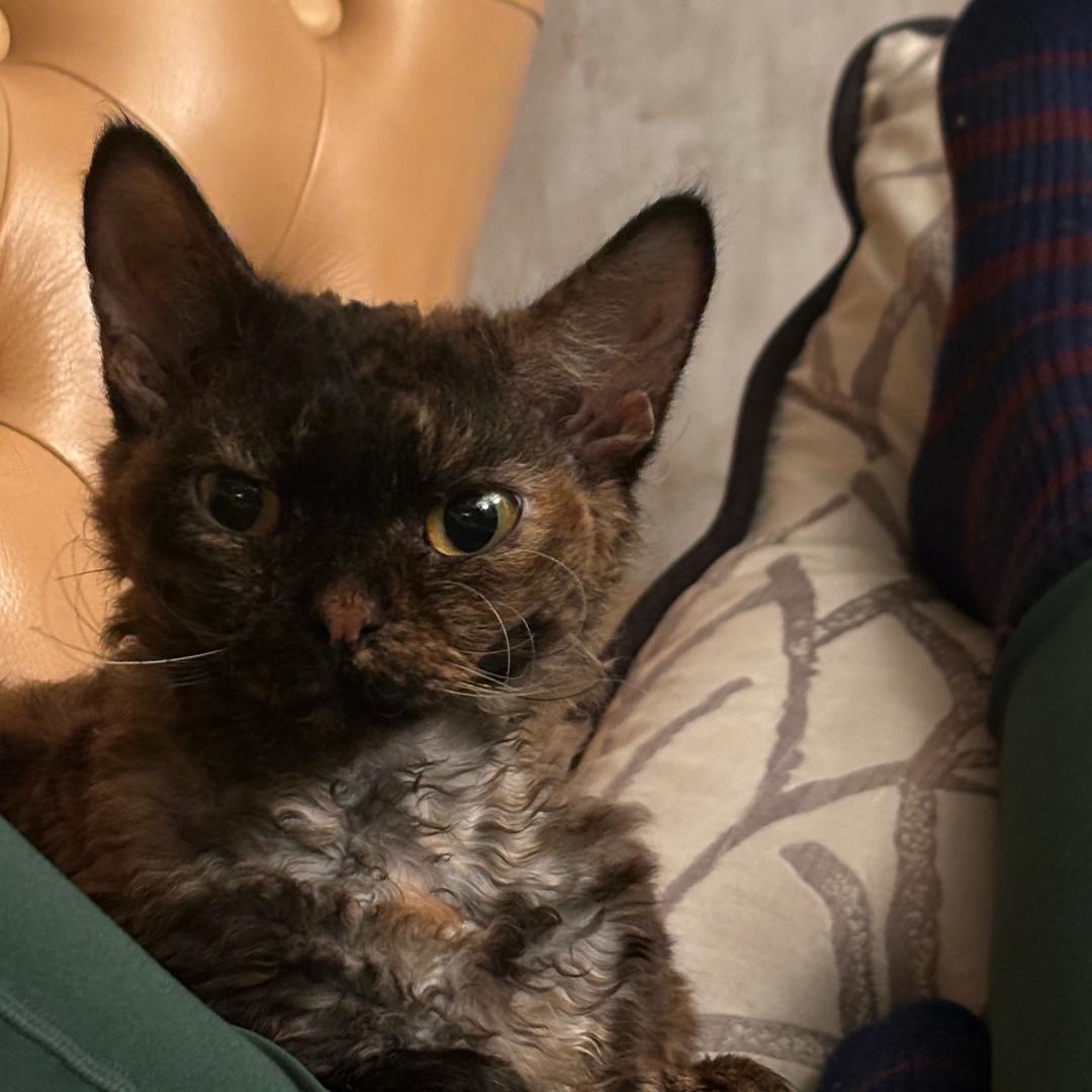 缪缪是猫