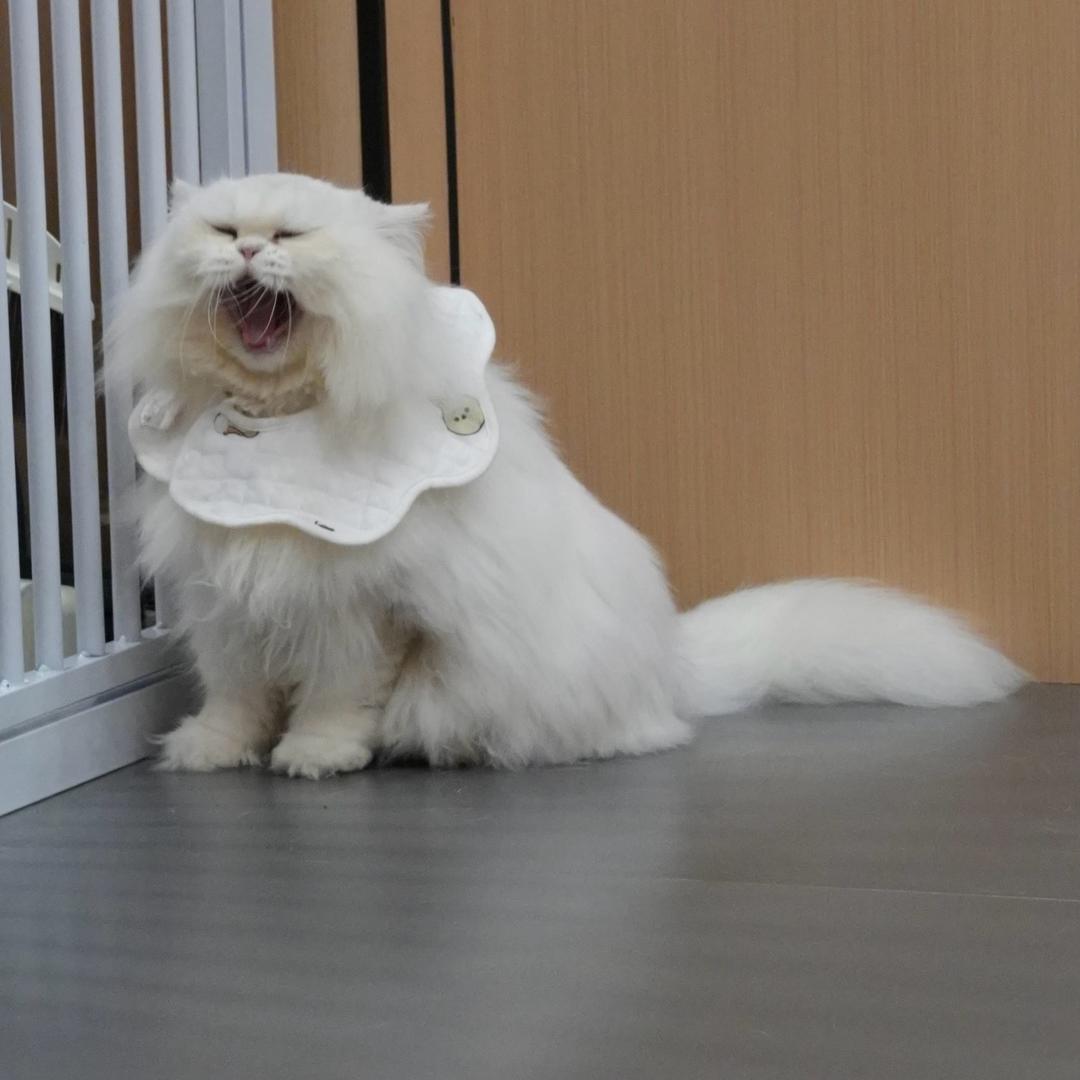 润土家宠物•猫咖