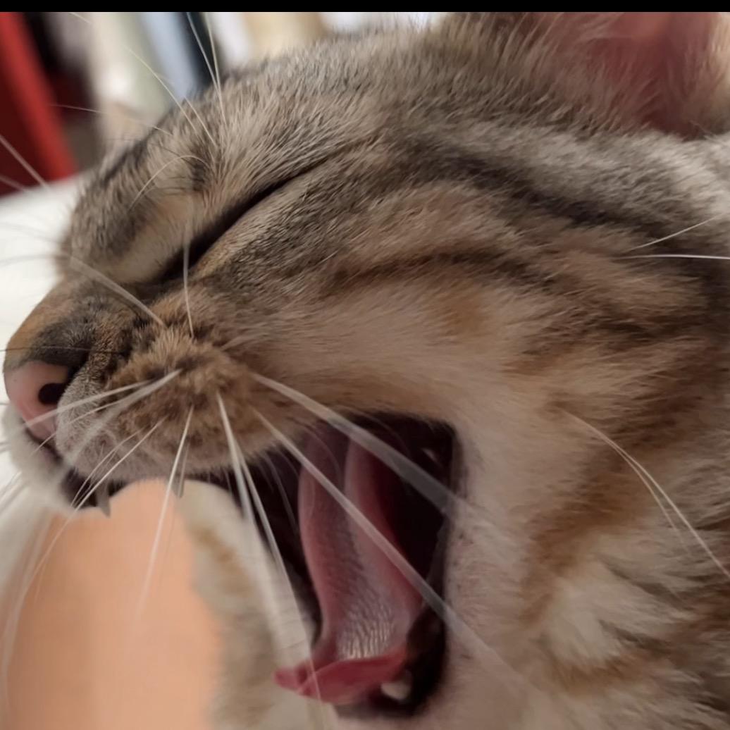 建国是只猫
