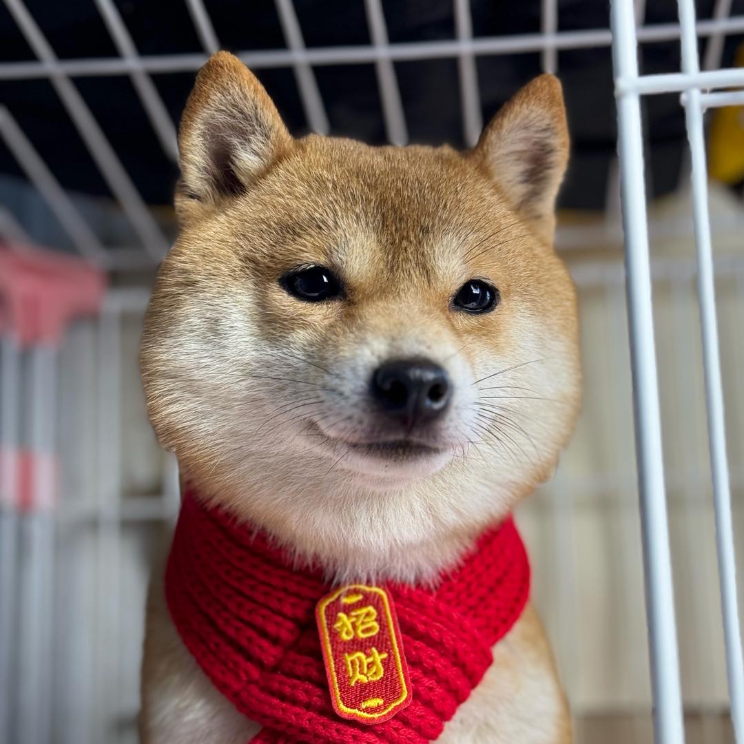 柠萌小柴