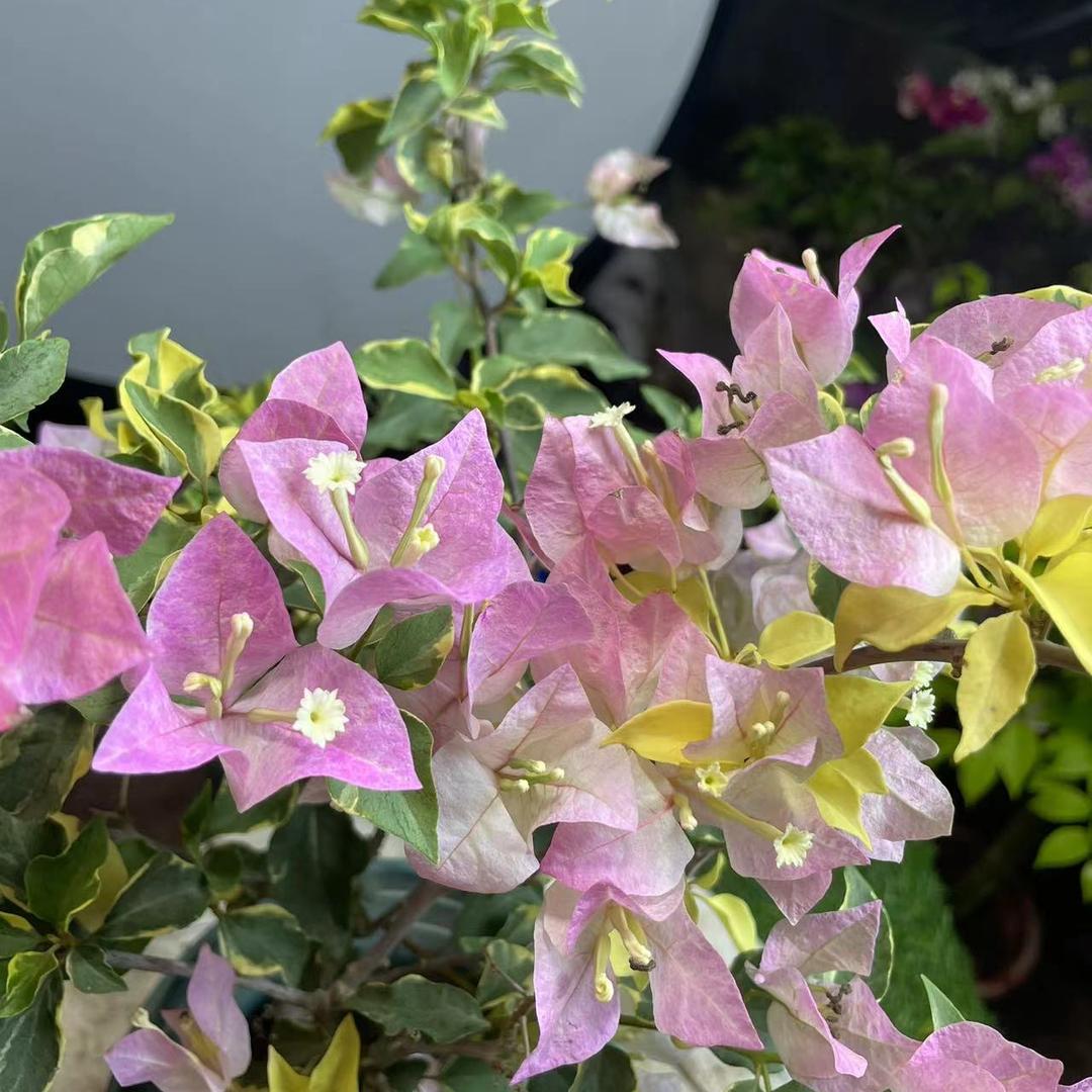东昇花卉长