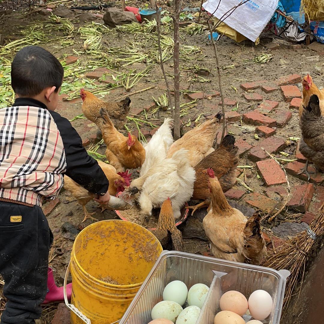 养土鸡的乡下人