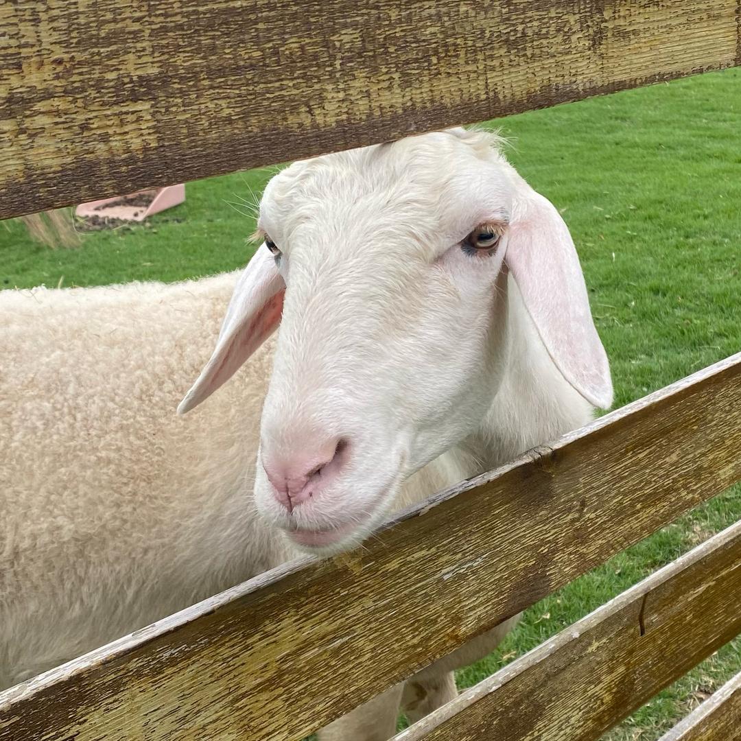 美洋洋🐏（约拍版）