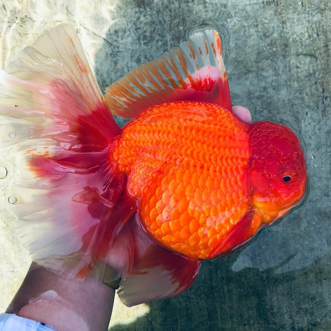 名湖金鱼