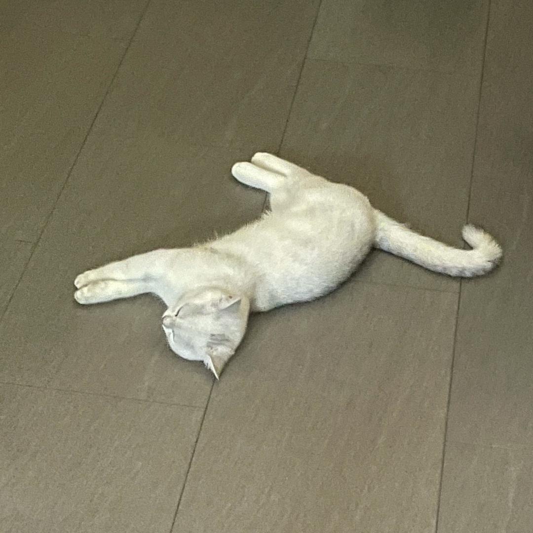 斯锅异..l_l@抖音