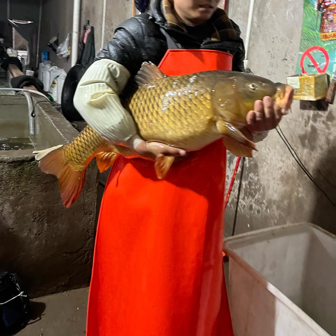 金钩水产大鲤鱼批发